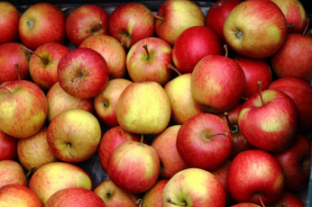 Картинка еда Яблоки плоды