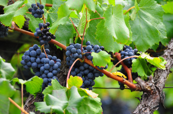 Картинка природа Ягоды +виноград лоза