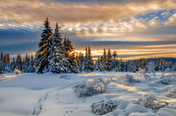 Картинка природа зима снег деревья