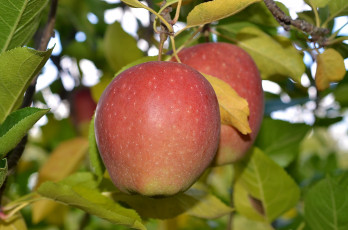 Картинка природа плоды яблоки