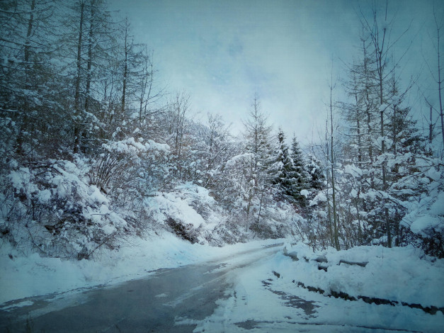 Обои картинки фото природа, дороги, пейзаж, дорога, деревья, лес