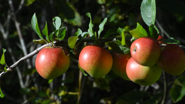 Обои картинки фото природа, плоды, яблоки