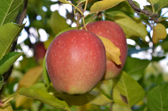 Обои картинки фото природа, плоды, яблоки