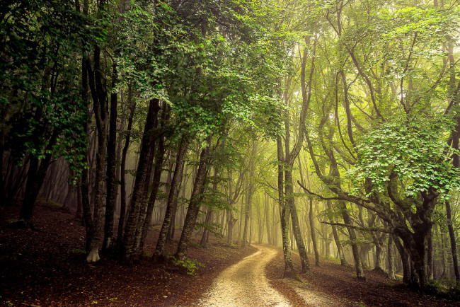 Обои картинки фото природа, дороги, дорога, деревья, лес, пейзаж