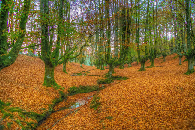 Обои картинки фото природа, лес, осень