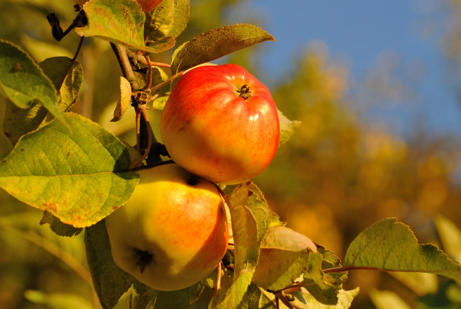 Обои картинки фото природа, плоды, яблоки