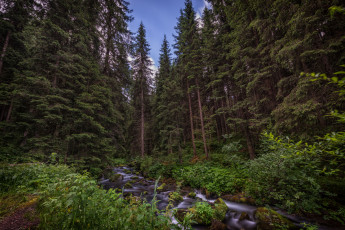 Картинка природа лес простор