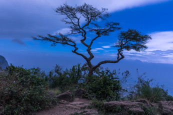 Картинка природа деревья простор