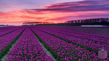 обоя календари, цветы, деревья, тюльпан, 2018