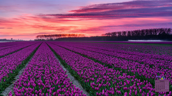 Обои картинки фото календари, цветы, деревья, тюльпан, 2018