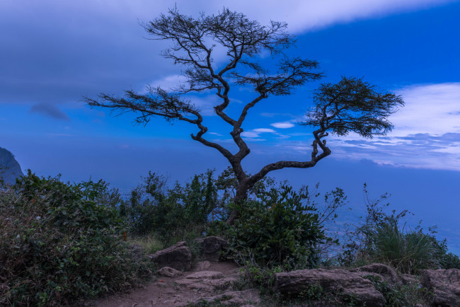 Обои картинки фото природа, деревья, простор