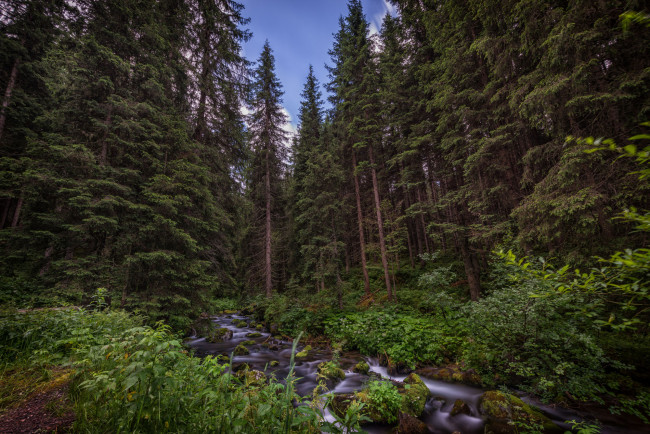 Обои картинки фото природа, лес, простор