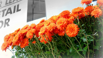 Картинка цветы бархатцы тагетесы