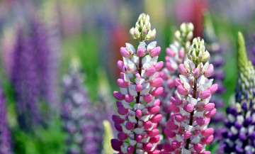 Картинка цветы люпин соцветие