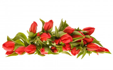 Картинка цветы тюльпаны