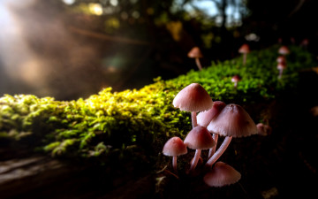 Картинка природа грибы грибная семейка