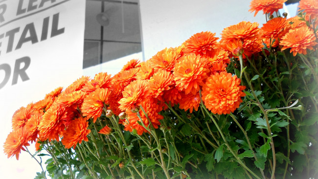 Обои картинки фото цветы, бархатцы, тагетесы