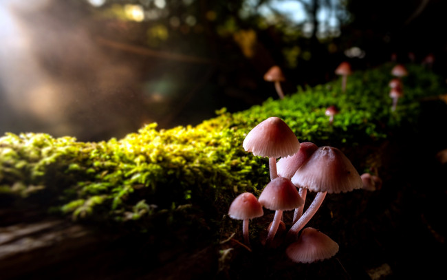 Обои картинки фото природа, грибы, грибная, семейка