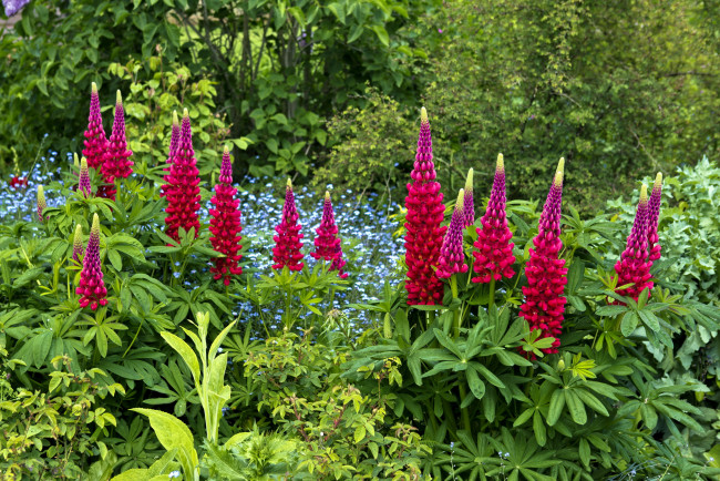 Обои картинки фото цветы, люпин, соцветие