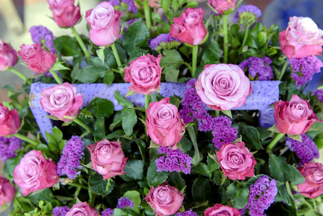 Обои картинки фото цветы, розы