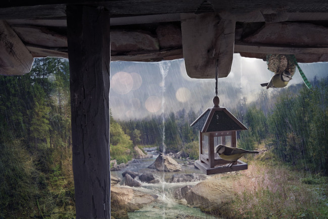 Обои картинки фото рисованное, животные,  птицы, крыльцо, фон, птичка, природа