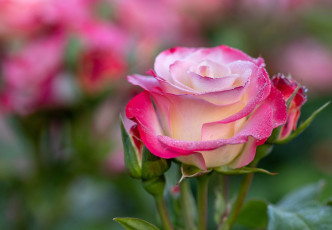 Картинка цветы розы роса