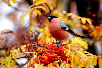 Картинка животные снегири осень ветки ягоды дерево птица листва плоды снегирь рябина трапеза