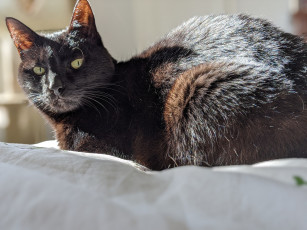 Картинка животные коты кот кошка