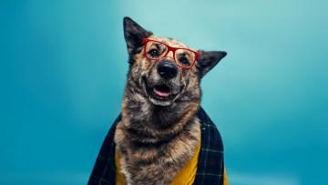 Картинка животные собаки щеголеватая собака oдетая для успеха немецкая овчарка