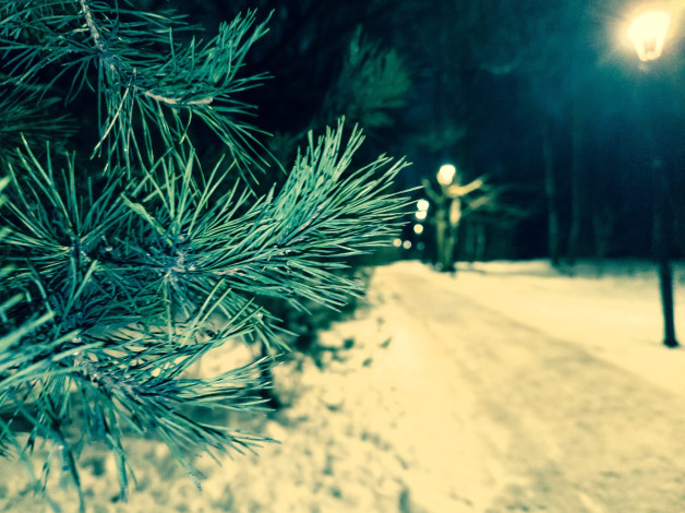 Обои картинки фото природа, деревья, ёлка, парк, снег, дорожка, фонарь
