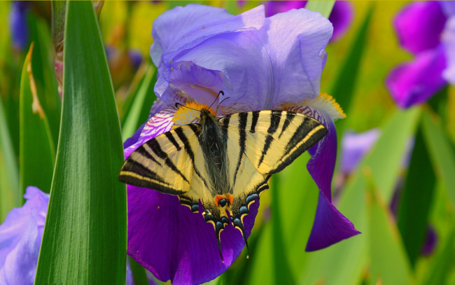 Обои картинки фото животные, бабочки,  мотыльки,  моли, бабочка