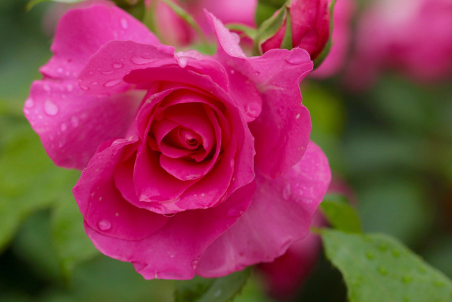 Обои картинки фото цветы, розы, розовая, роза