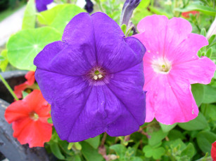 Картинка цветы мальвы