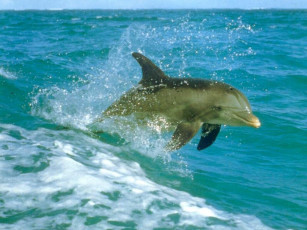 Картинка животные дельфины