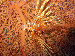 Картинка maya красное на красном животные рыбы