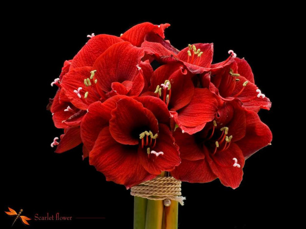 Обои картинки фото цветы, амариллисы, гиппеаструмы