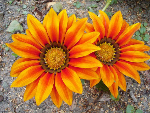 Обои картинки фото цветы, газания