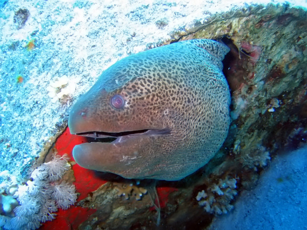 Обои картинки фото maya, синайский, диаген, животные, мурены