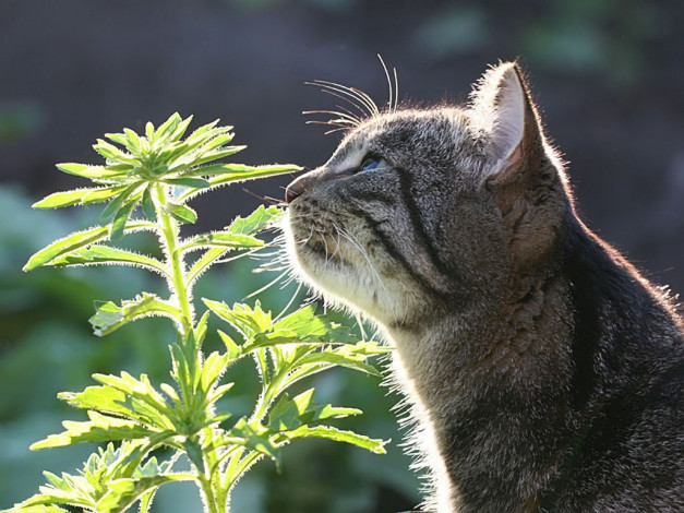 Обои картинки фото sever47, новые, запахи, животные, коты