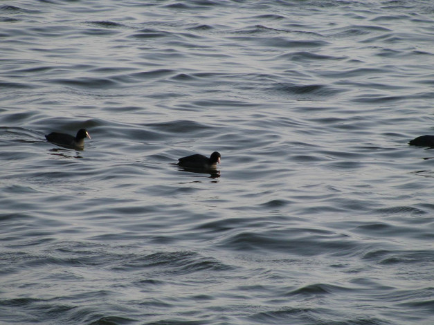 Обои картинки фото 