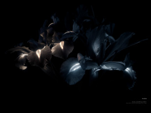 Картинка цветы ирисы