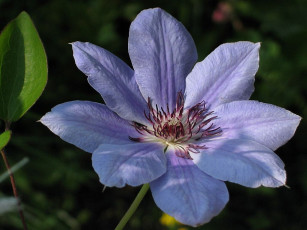 Картинка цветы клематис ломонос