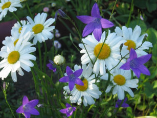 Картинка цветы луговые полевые