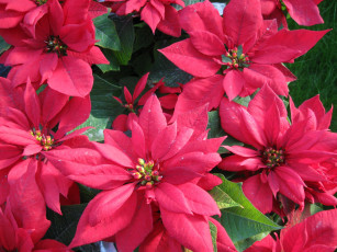 Картинка цветы пуансеттия