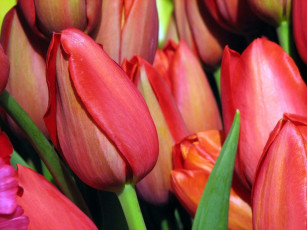 Картинка цветы тюльпаны