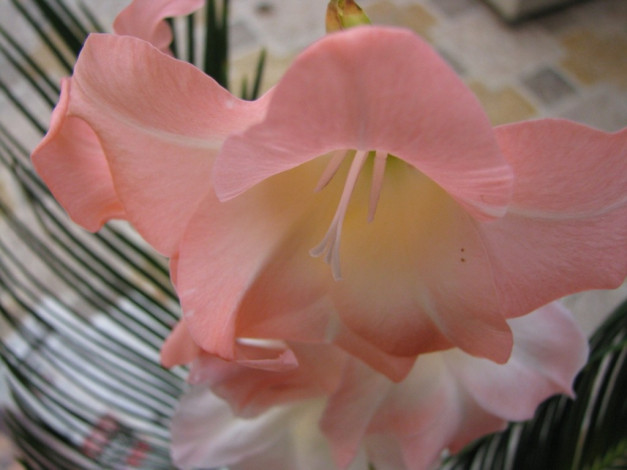 Обои картинки фото цветы, гладиолусы