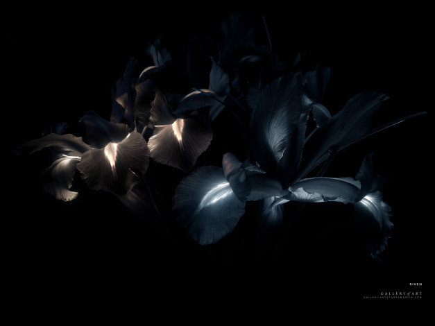 Обои картинки фото цветы, ирисы