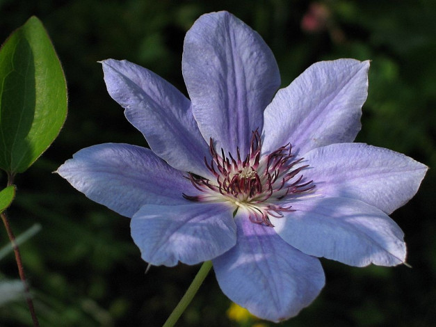 Обои картинки фото цветы, клематис, ломонос