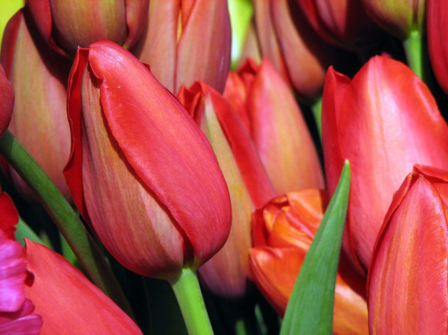 Обои картинки фото цветы, тюльпаны