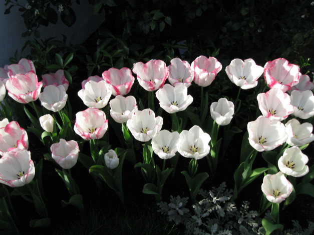 Обои картинки фото цветы, тюльпаны